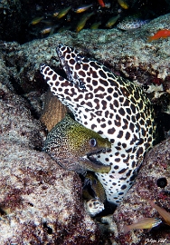 Maldives 2021 - Murene leopard  - Blackspotted morey  - Gymnothorax favagineus - DSC00113_rc